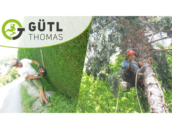 Bild 2 von Baumabtragung-Holzschlägerung-Heckenschnitt - Thomas Gütl