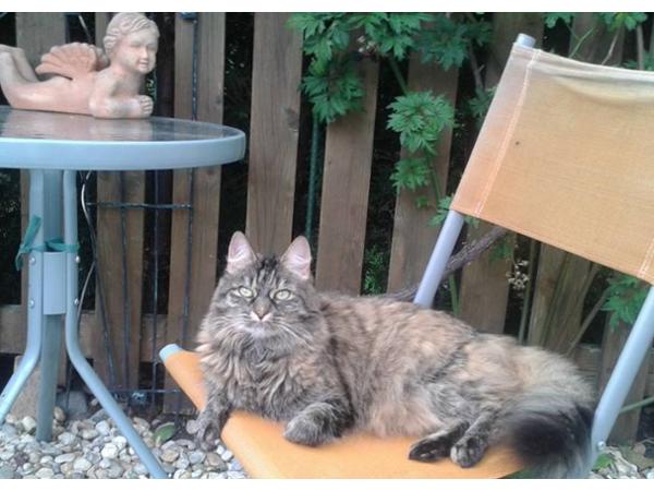Bild 3 von Gaby Bunde Katzenverhaltensberaterin