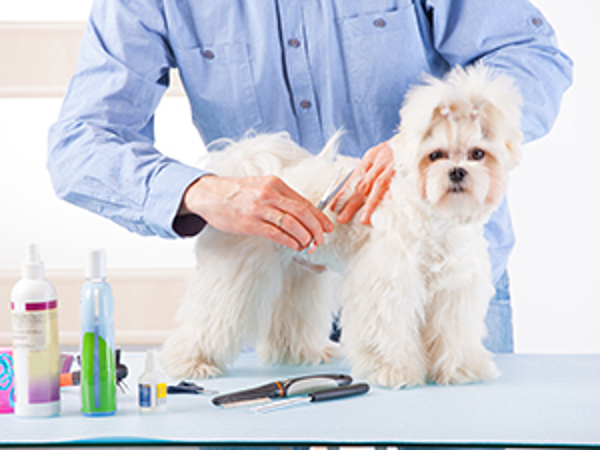 Bild 1 von Hunde- u Katzenfriseur Joana