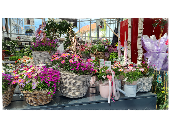 Bild 216 von Gartenbau-Blumen Helmut Friedl
