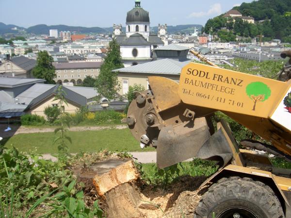 Bild 4 von Sodl Franz Baum- und Gartenservice