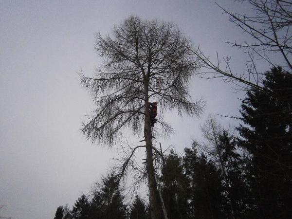 Bild 1 von Holzschlägerung Leopold Gschneidtner