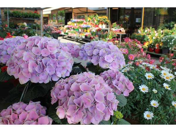 Bild 11 von Blumen Schuster in Meidling - Christine Schuster