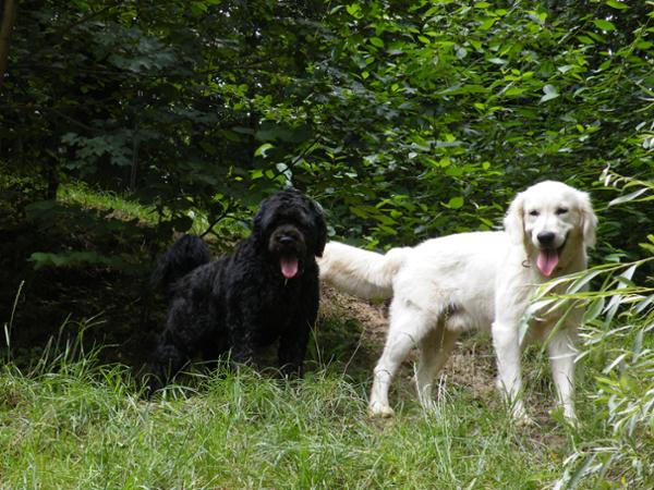 Bild 5 von Tierpension Susi & Strolch