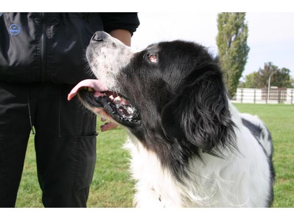 Bild 5 von Wiener Hundeschule