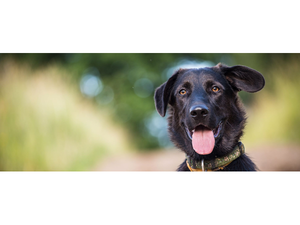 Bild 1 von Hundepension Pertl