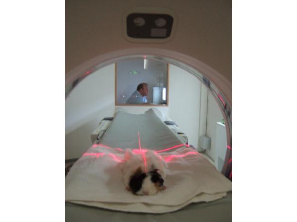 Bild 3 von Tierklinik Leoben Dr. Josef Schlederer