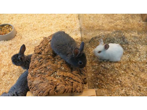 Bild 17 von Birgit's Tierhandlung