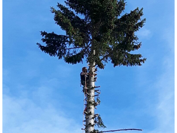 Bild 4 von WHG Ralph Brunner, Holzschlägerung,Hausmeisterservice,Winterdienst