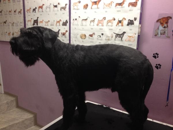 Bild 4 von Hundefriseur Andrea Oppacher in Pinzgau