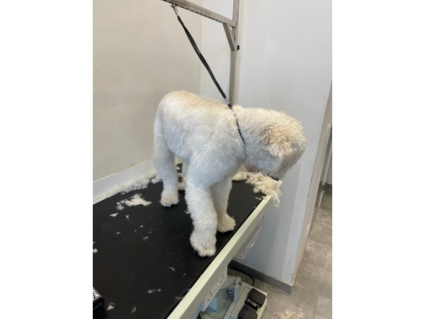 Bild 11 von MamaWau Hundefriseur-Hundesalon-Erinnerungsschmuck