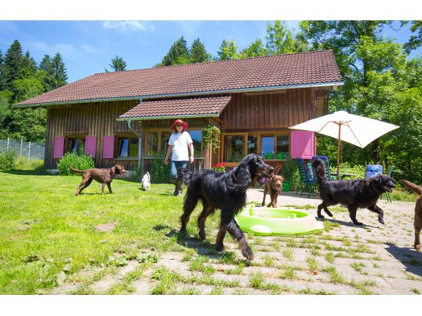 Bild 17 von Ferienhof Iris für Hunde