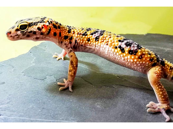 Bild 8 von Zoo Austria - Ihr Profi für Terraristik