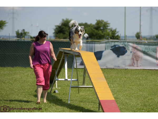 Bild 5 von Hundeschule V.A.S.Z.-Mistelbach