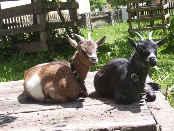 Bild 2 von Plattnerhof Fam. Steinlechner