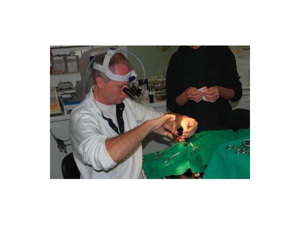 Bild 8 von Tierambulatorium Schramm Herbert Dr Magvetmed Magrernat - Tierarzt und Biologe (Zoologe)