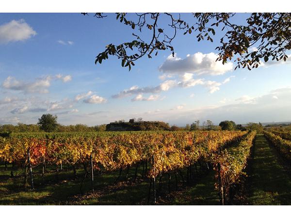Bild 1 von Weingut Direder
