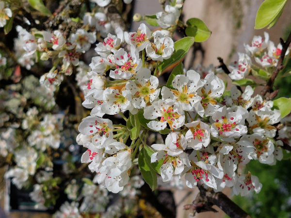 Bild 61 von Haus Christoph