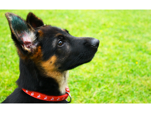 Bild 2 von Hundepension Pertl