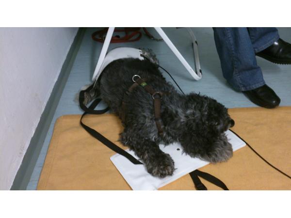 Bild 3 von Hugo´s Bioresonanz