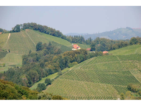 Bild 5 von Weingut - Gästehaus Birnstingl