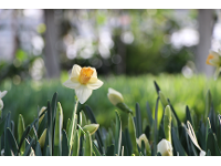 Gartenbau-Blumen Helmut Friedl