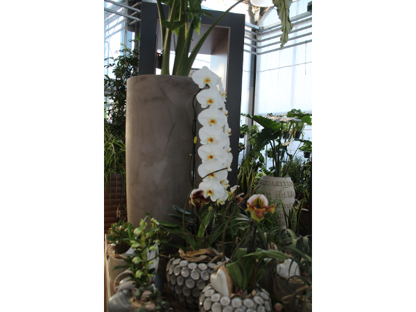 Bild 147 von Gartenbau-Blumen Helmut Friedl
