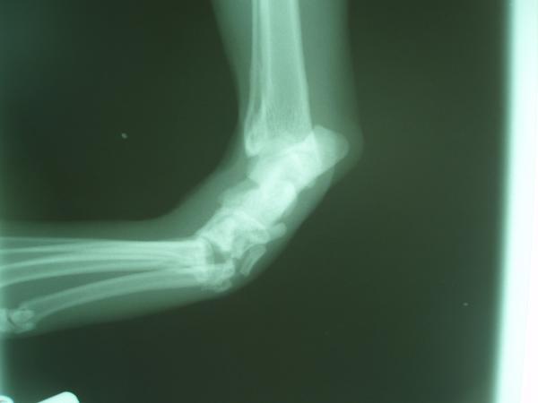 Bild 5 von Dr. med. vet. Rechberger Peter