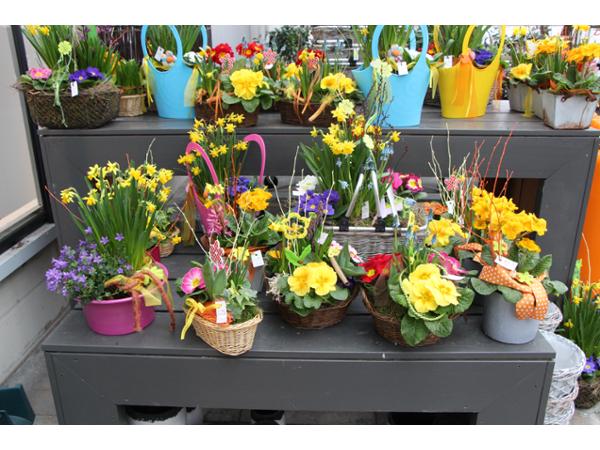 Bild 60 von Gartenbau-Blumen Helmut Friedl