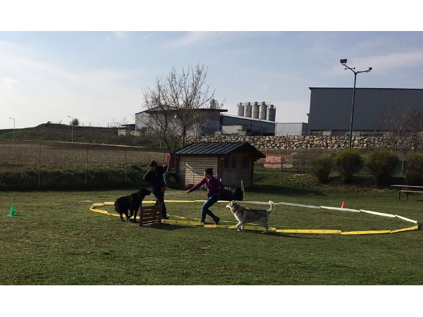 Bild 10 von Hundeschule V.A.S.Z.-Mistelbach