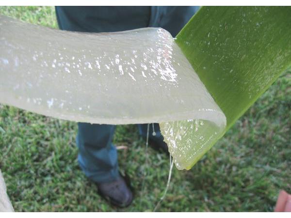 Bild 1 von Kalb Siegmund - Aloe Vera