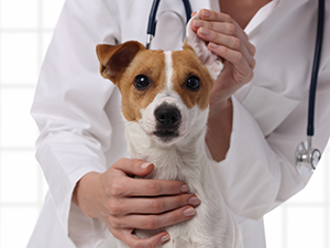 Logo von mobilVET  Ihre Tierärzte für zu Hause