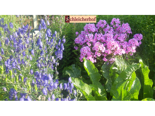 Bild 13 von Vitalhof - Schleicherhof