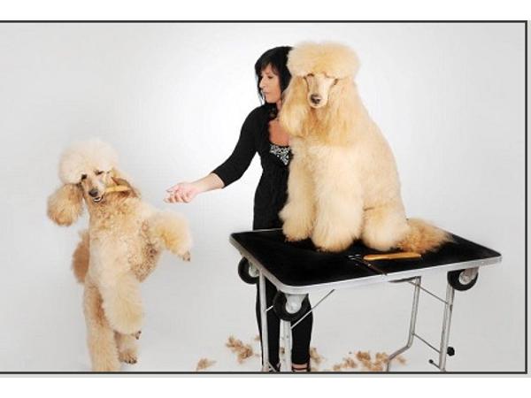 Bild 1 von Hundestudio Struppelpeter - Sabina Genewein