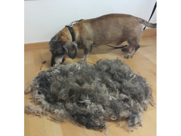 Bild 6 von Hundefriseurin Ellen Fertsch