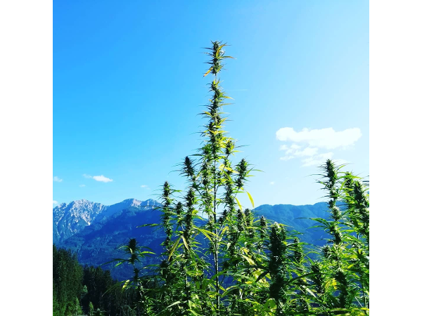 Bild 3 von CBDÖsterreich.at - Hanfprodukte