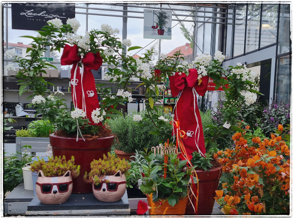 Bild 248 von Gartenbau-Blumen Helmut Friedl