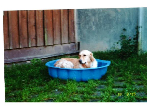 Bild 13 von Ferienhof Iris für Hunde