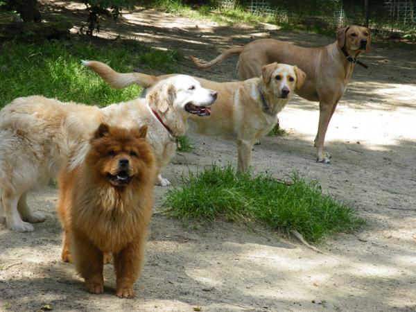 Bild 1 von Tierpension Susi & Strolch