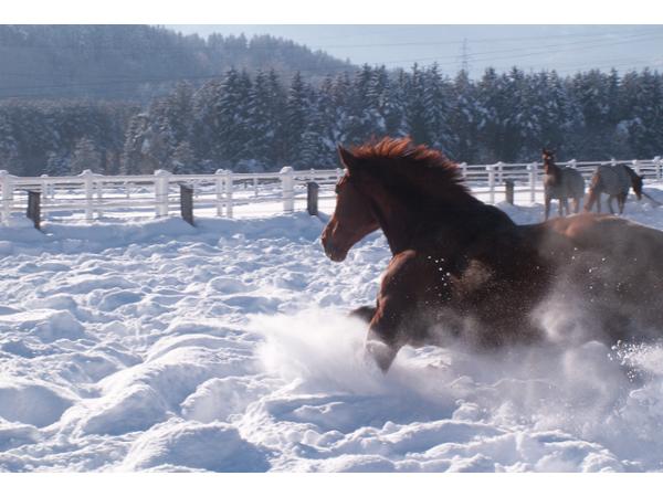 Bild 15 von Mag. Preissegger-Ilgenfritz Martina