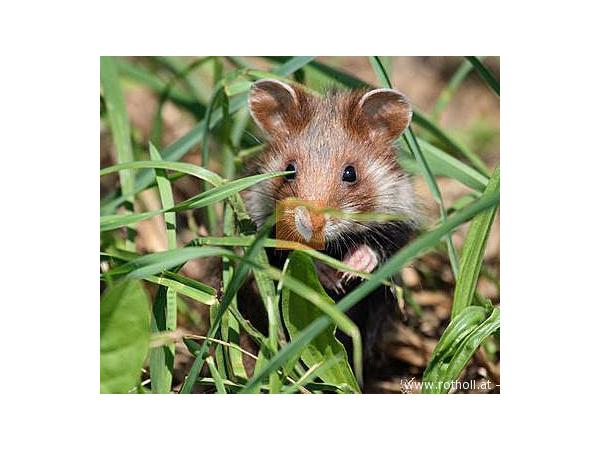 Bild 14 von Hamsterbedarf STRUPPI