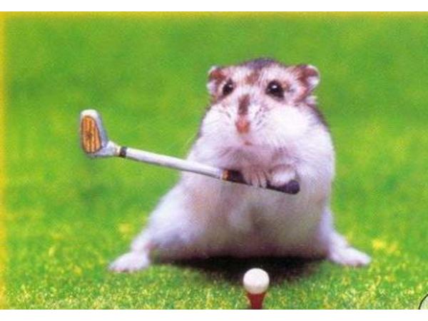 Bild 10 von Hamsterbedarf STRUPPI