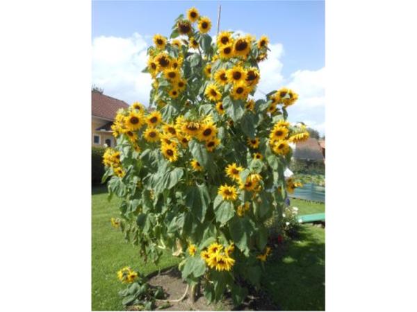 Bild 4 von Jöbstl Horst - Riesensonnenblume+Riesenkürbis