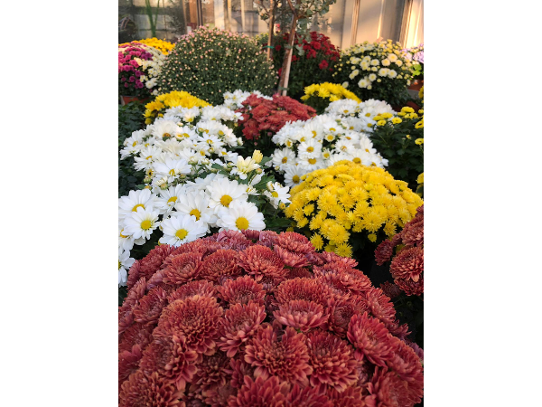 Bild 124 von Gartenbau-Blumen Helmut Friedl