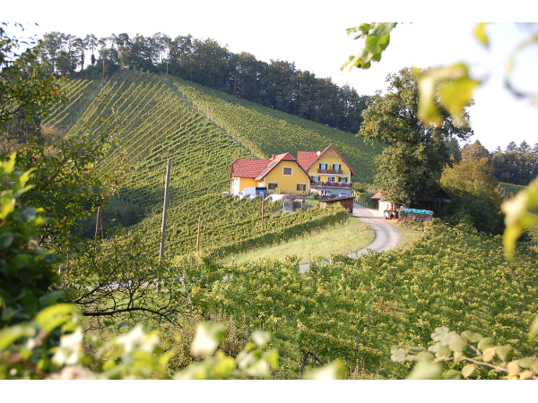 Bild 14 von Weingut - Gästehaus Birnstingl
