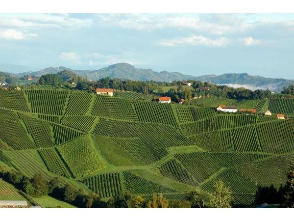 Bild 9 von Weingut & Kulturerlebnis Schloss Gamlitz Fam. Melcher Arnold