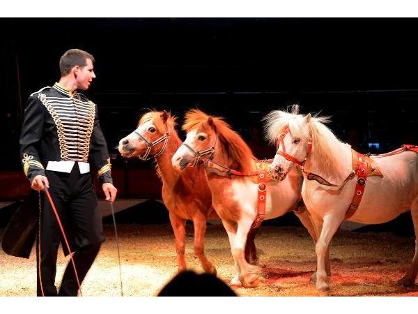 Bild 1 von CIRCUS PIKARD