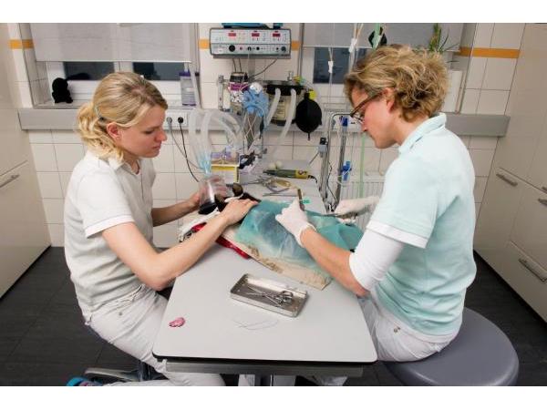 Bild 9 von TIERplus Wien-Stadlau Tierärztliche Ordination, Dr. Irene Pucher-Bühl