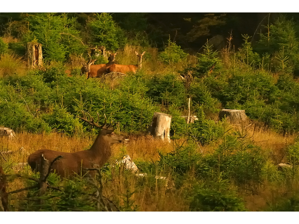 Bild 2 von Wildacker.at