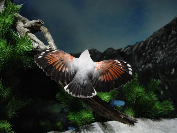 Bild 5 von Naturmuseum Salzkammergut - Treffpunkt Natur
